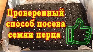 ПРОВЕРЕННЫЙ СПОСОБ ПОСЕВА СЕМЯН ПЕРЦА. СКАРИФИКАЦИЯ СЕМЯН