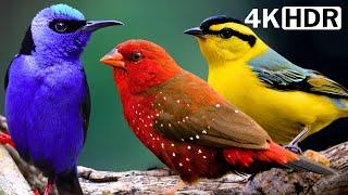 Most Beautiful Birds on Earth : Video You'll Ever See part 5 | Breathtaking Nature & Healing Sounds