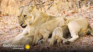 Tracking Down 5 Missing Lion Cubs  Big Cat Country | Smithsonian Channel