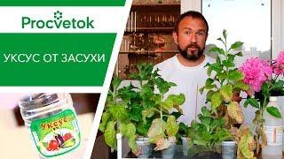 Полив огорода. Уникальный способ полива томатов, перцев, огурцов. Использование 9% уксуса от засухи.