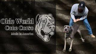 American Cane Corso - David Wenrich from Olde World Cane Corso (1 of 2)