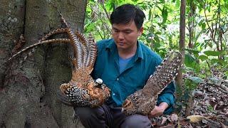 Release the pair of precious birds back to the natural forest. Green forest life