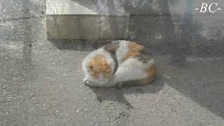 Вечерний звон - This evening bell
