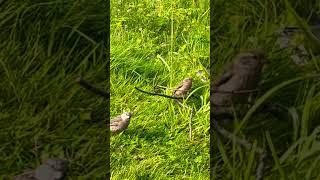 #sparrows Are Very smart and they remember you, sing back a Thank you