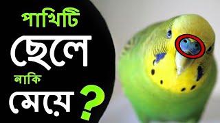 বাজ্রিগার যেকোনো পাখি মেল-ফিমেল চিনার উপায়  How To Budgie Male or Female Identify Birds help Care