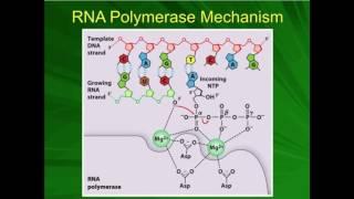 mRNA Processing: The 5'-7-methylguanosine Cap