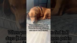 So sad  #sad #labrador #funnydogvideos #doggo #funnypet #dog #cutedog