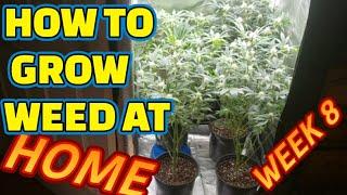 How to Grow Autoflowers, Seed to Harvest Guide to Growing Cannabis, 2x2 Tent #spiderfarmer SF-2000