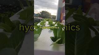 Hydroponics NPK Explained in 15 Seconds! #shorts #trending #garden