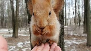 Рыжая объявилась / Redhead showed up