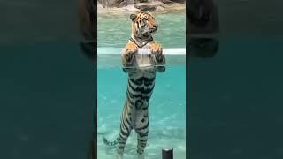 Прикольное видео,тигр купается в бассейне) #приколы #животные #тигр#funny #animals #tiger