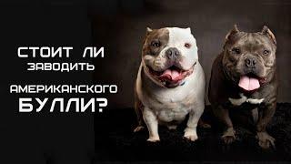 Стоит ли заводить американского булли American Bully?