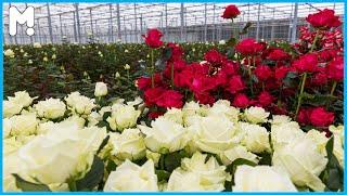  Modern Roses Farming and Harvesting Agriculture Technology - Growing Roses Flowers in Greenhouse