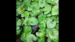 Homalomena Rubescens। A Beautiful Indoor Plant at Agri Aqua Bd।