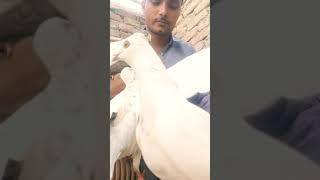 ABDUL PIGEONS VIDEO