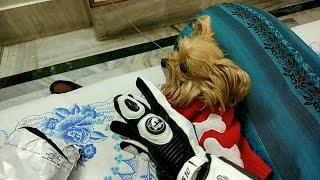 Hands on Furygan AFS 10 full gauntlet gloves Aliexpress.com with my cute litte yorkshire dog