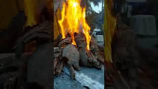Final goal to reach #shorts #shortvideo#short #shortsvideo #fire #bonfire #campfire #picnic #family