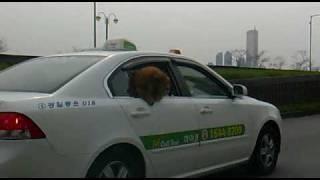 a Bear-Dog in taxi