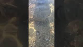 Linefish On The Beach #shorts #grquadstudio #danger