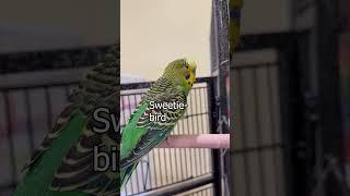 You Got This! - Boba the Budgie - Talking Parakeet #shorts
