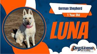 Luna's Transformation Journey: Mastering Freedom with Off Leash K9 Training Oklahoma