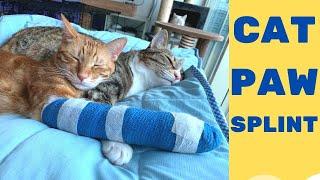 How To Splint A Cat's Leg (Fractured Cat Paw)(Aftercare from Vet Visit)