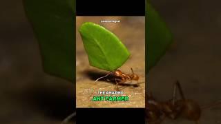 The Industrial Ant | Leafcutter Ant