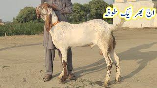 top quality makhi chena Mona bakra | Qurbani 2024 | gillani goat farm|