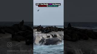 This is the world famous SEAL ISLAND in  #seal #shorts #trending