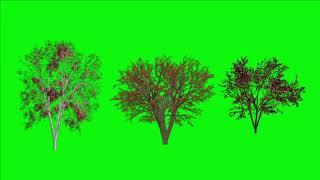 Three different plants green screen video for free download @vfxtools