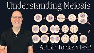 Everything you need to Understand about Meiosis for AP Bio Success (Topics 5.1 and 5.2)