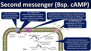 Second messenger [cAMP] - G-Protein gekoppelte Signaltransduktion [Biologie, Oberstufe]