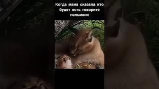 Шлёпа и маленький шлёпа #шлепа