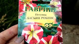 Петуния Баскин Робинс.