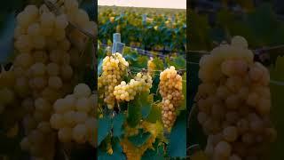 Gold.Grapes.2024 #grapevine #fruit #grapegrowing #wine #grapeharvest #farming #grape #vineyard