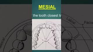 Mesial surface of tooth