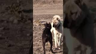 KANGAL VS PİTBULL ️