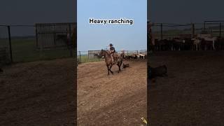 follow for more ranching content #cowboyjunkies #branding #countrymusic #cowboys #ranching #rodeo