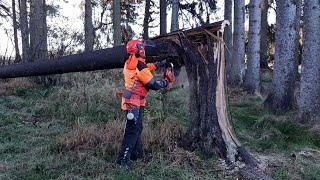 Little Harvester Lumberjack is BACK!