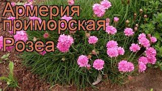 Армерия приморская Розеа (armeria maritima rosea)  Розеа обзор: как сажать, рассада армерии Розеа