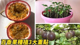 百香果種植3大重點-2023 | Passion fruit planting 3 key points-2023