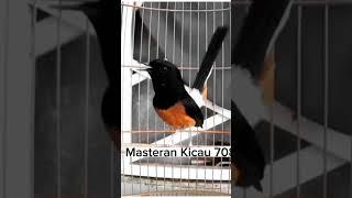 Tembakan tajam dan ngeroll panjang, #muraigacor #birds