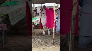 Jalal house qurbani 2020