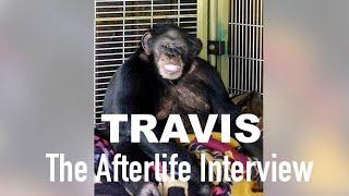 The Afterlife Interview with TRAVIS the chimpanzee.