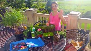 How to Make a Fairy Garden + Fairy Garden Ideas and Supplies + Our Magical Indoor Fairy Garden