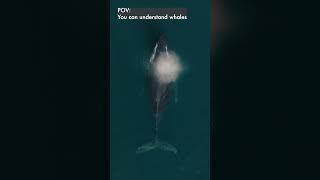If you could understand Humpback whales