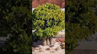 Beautiful Jade Plant, #Jade #gardentricks  #fruitgrowing #youtubeshorts #youtubeshorts