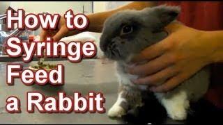 How to Syringe Feed a Rabbit - Tai Wai Small Animal & Exotic Veterinary Hospital