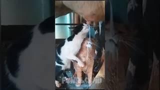 Funny cat eating sounds milk and cat food । #cat #camady #funny #ytviral #yttrending #ytshort #pets