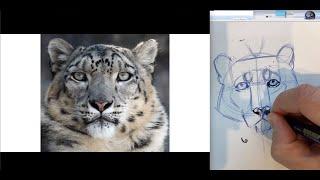 Snow Leopards, Art and Conservation